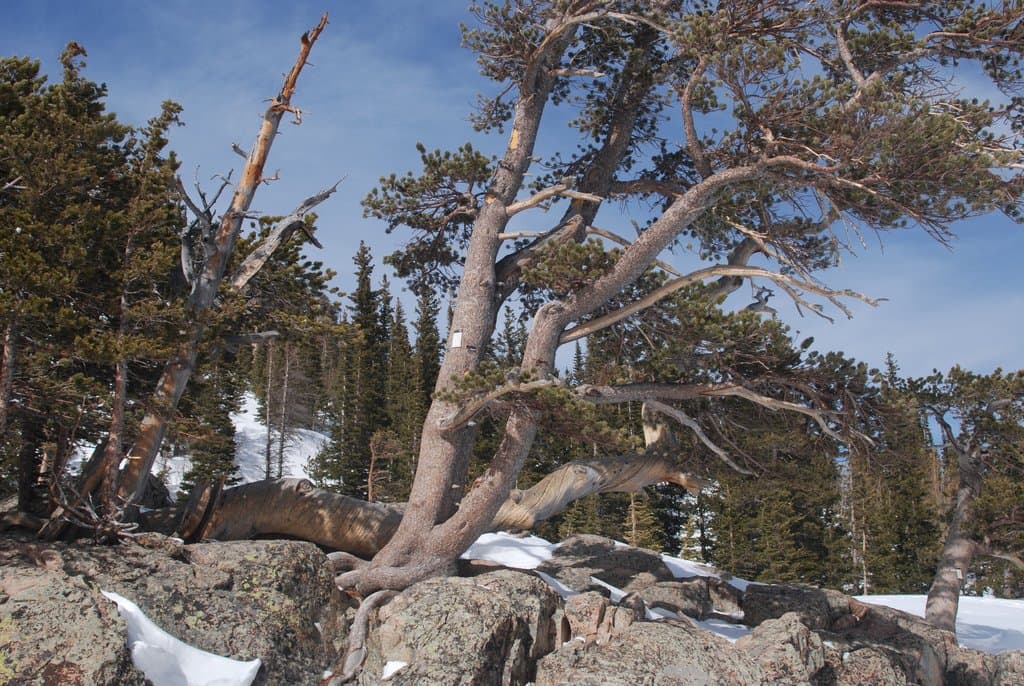 Pinus aristata Engelm.