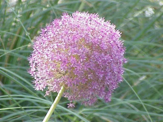 Allium giganteum Regel