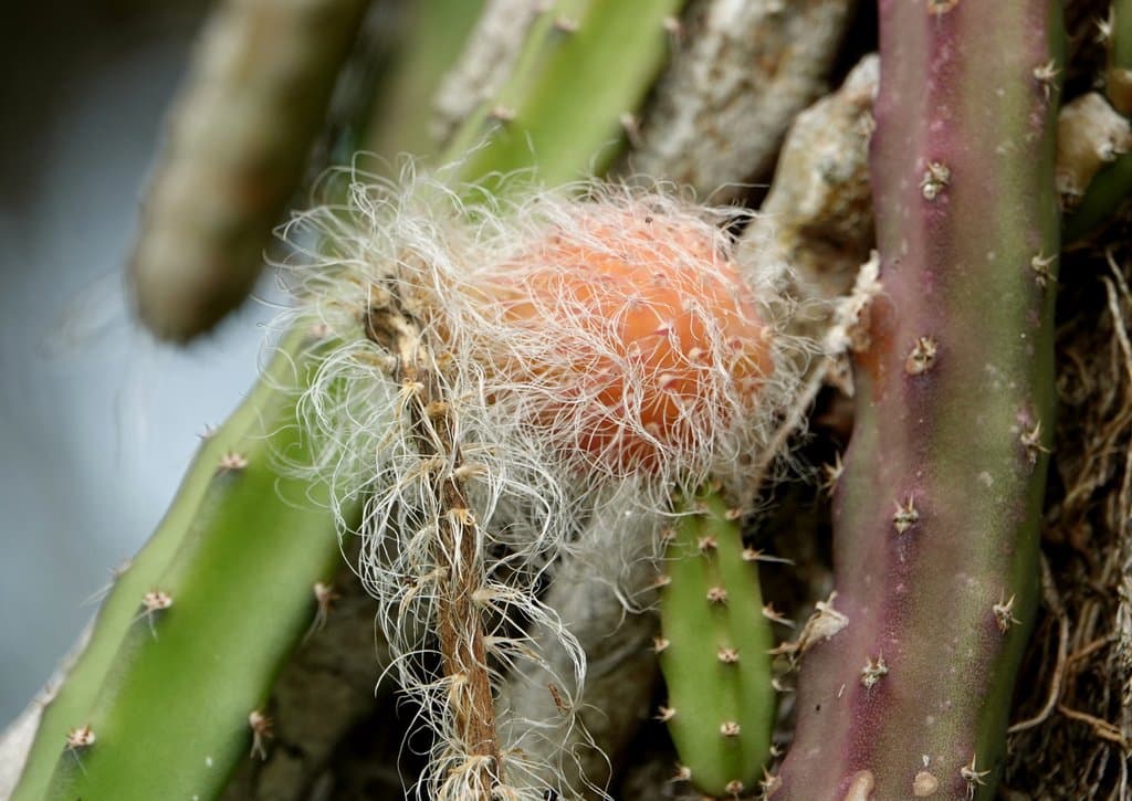 Selenicereus grandiflorus (L.) Britton & Rose