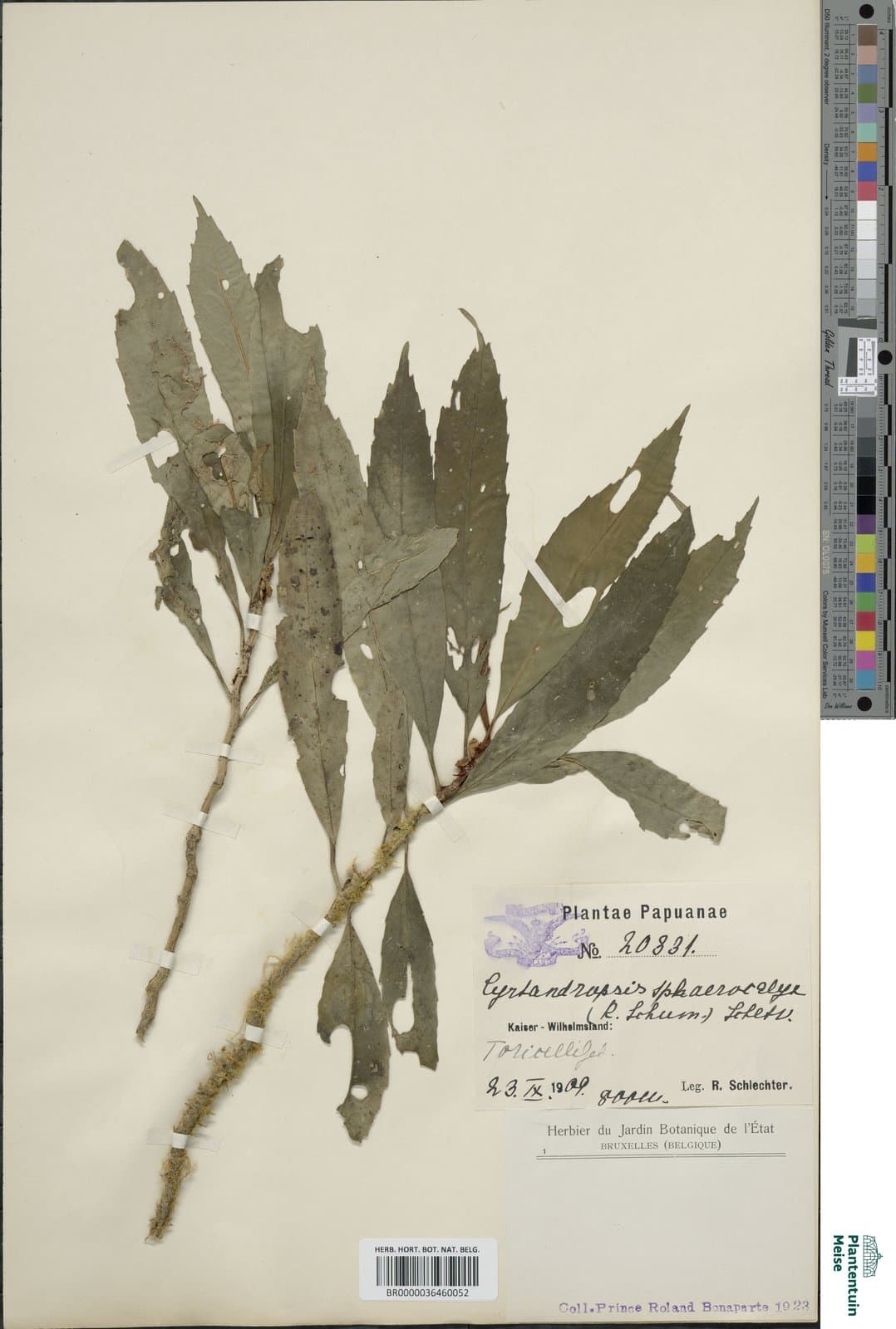 Tetragonia sphaerocarpa Adamson