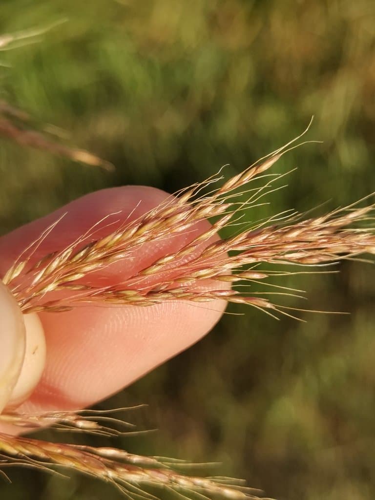 Apera spica-venti (L.) P.Beauv.