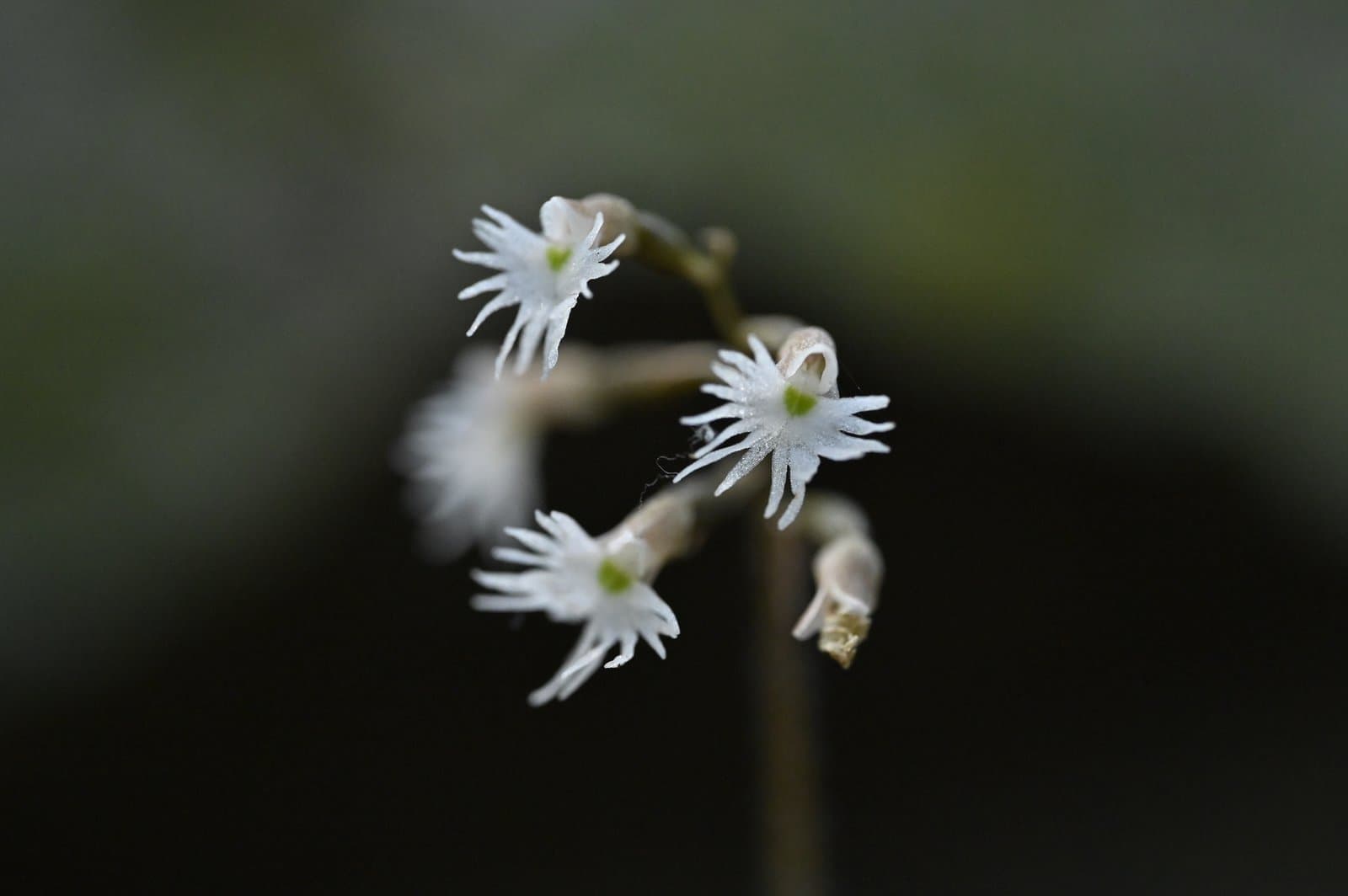 Cheirostylis cochinchinensis Blume