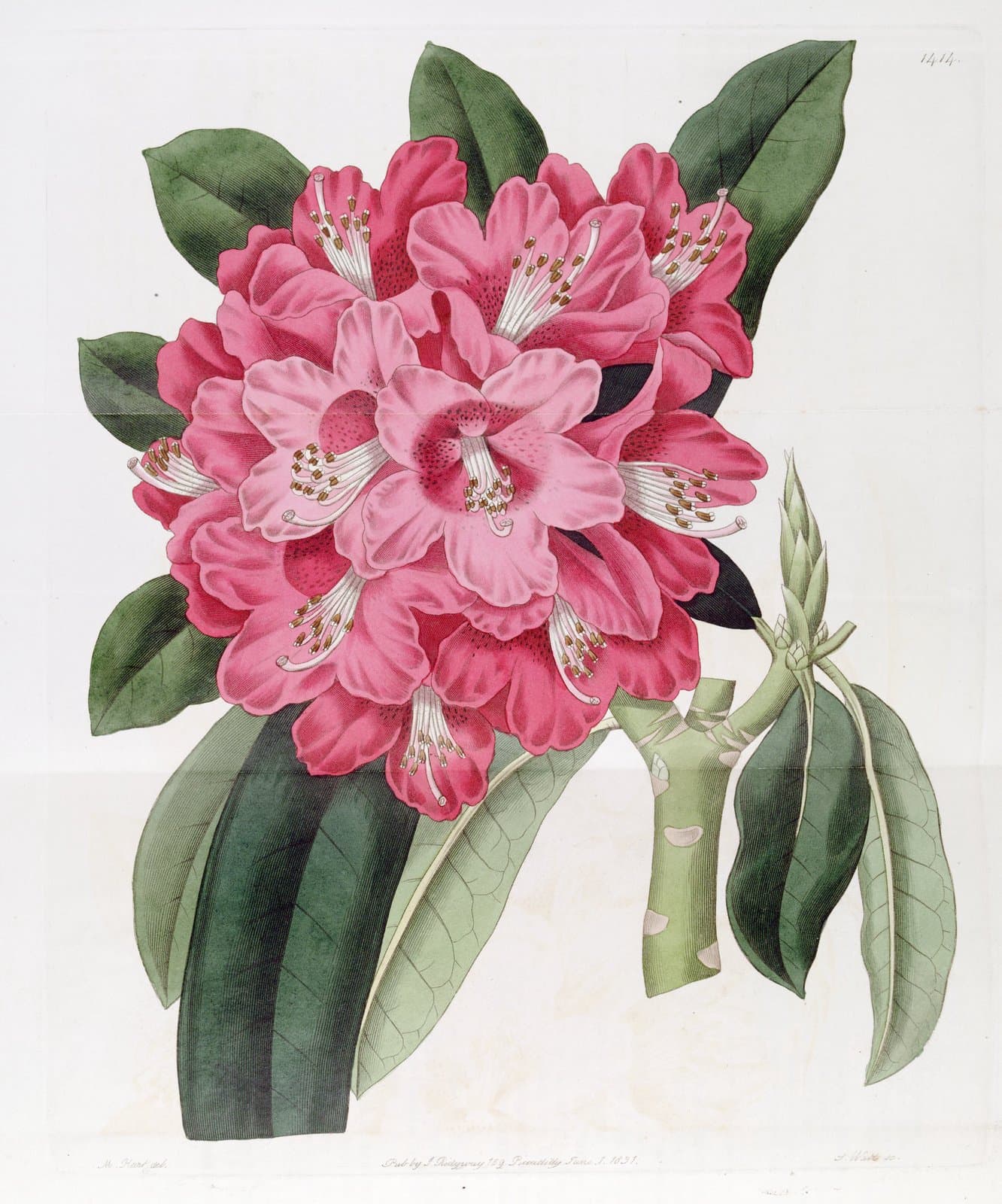 Rhododendron ×altaclerense Lindl.