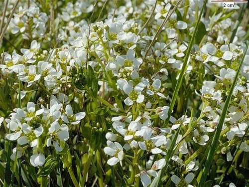 Cochlearia anglica L.