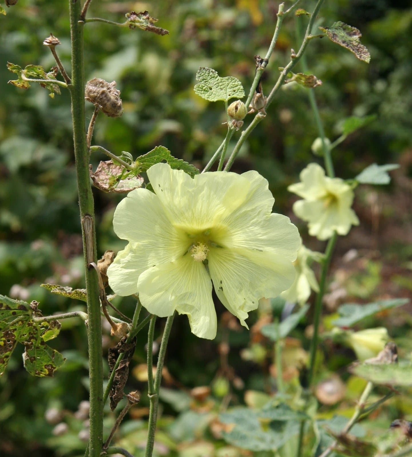 Alcea rugosa Alef.