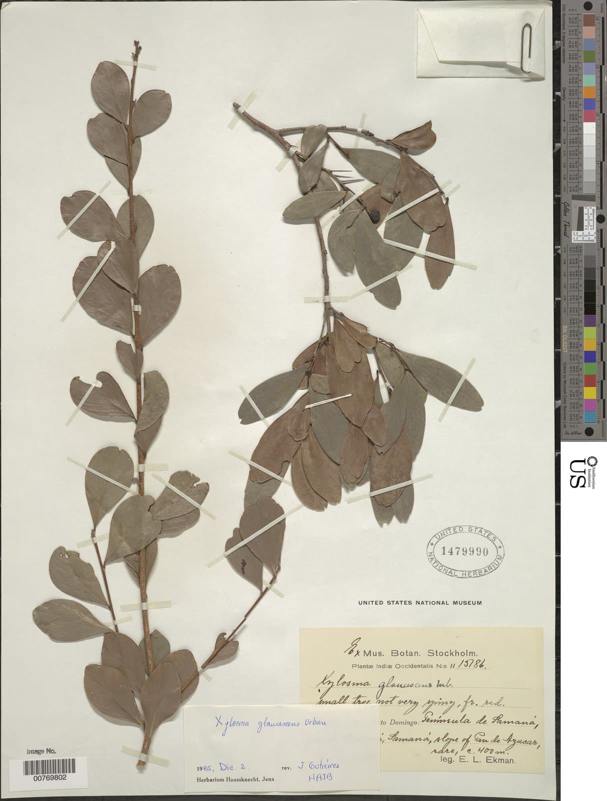 Xylosma glaucescens Urb.