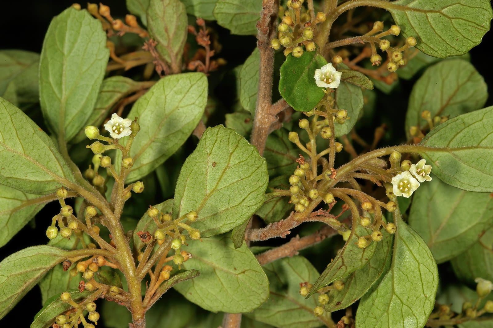 Maesa alnifolia Harv.