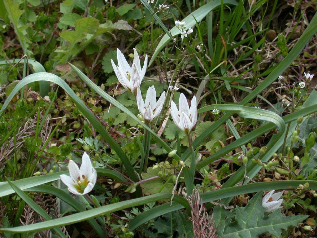 Amana edulis (Miq.) Honda