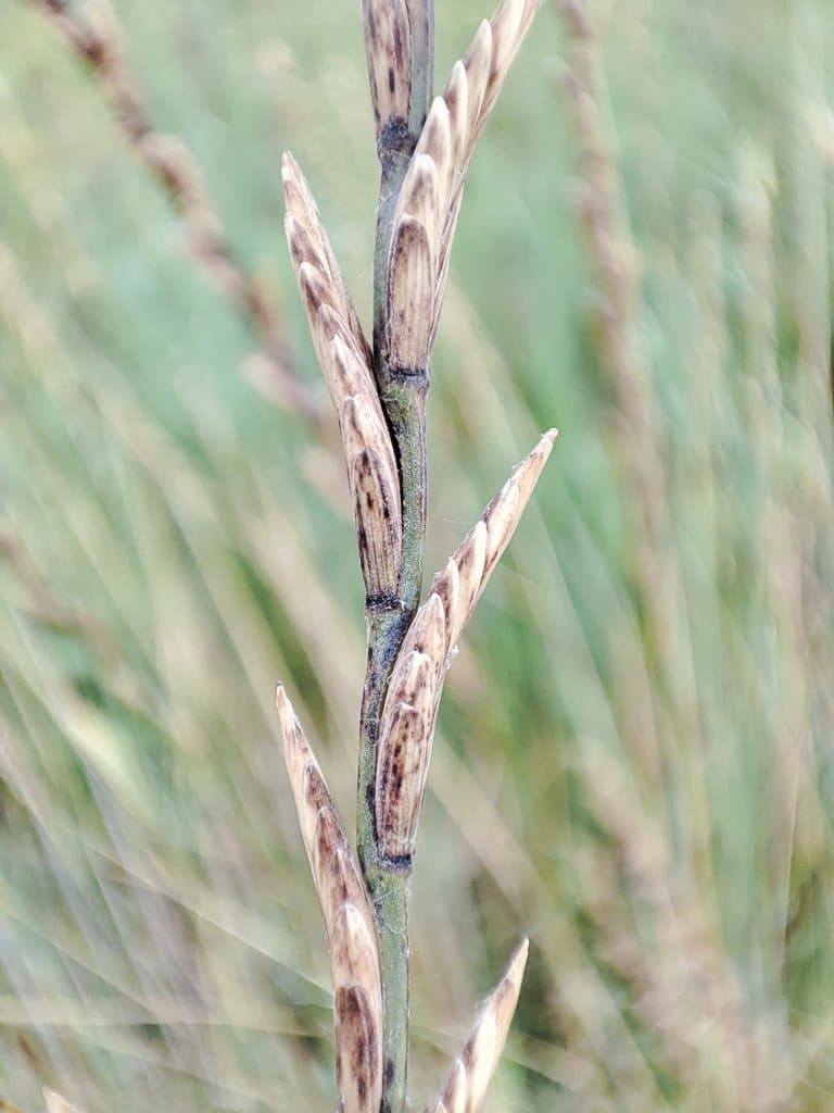 Thinopyrum elongatum (Host) D.R.Dewey