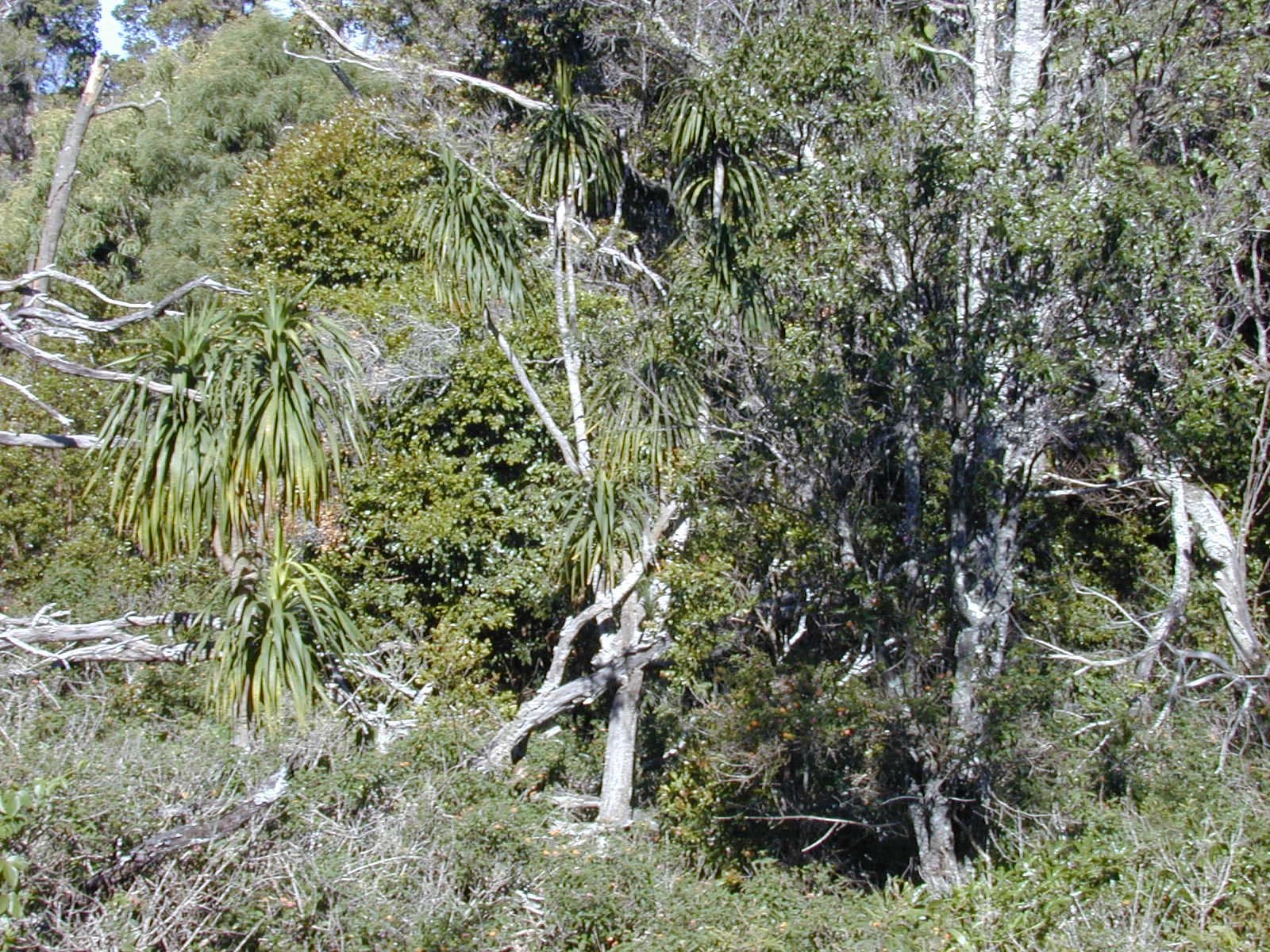 Dracaena aurea H.Mann