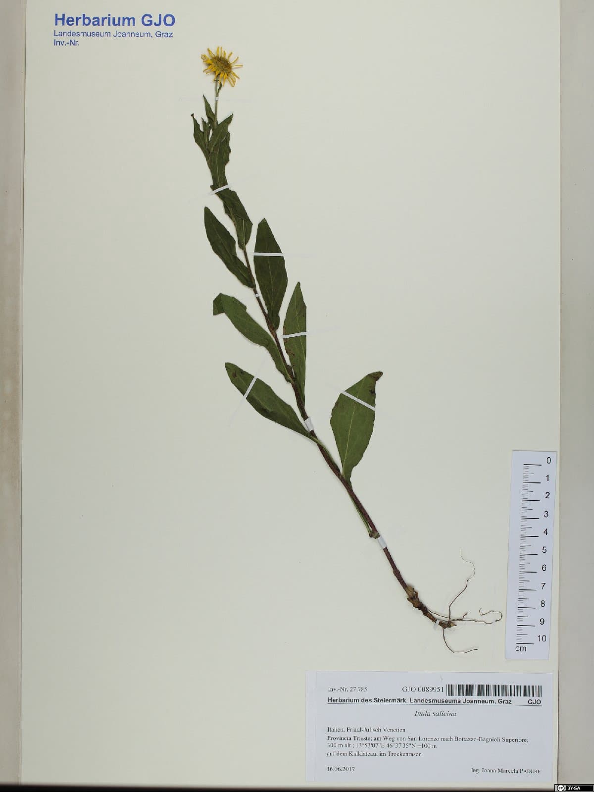 Pentanema ×doellianum Rottenst.