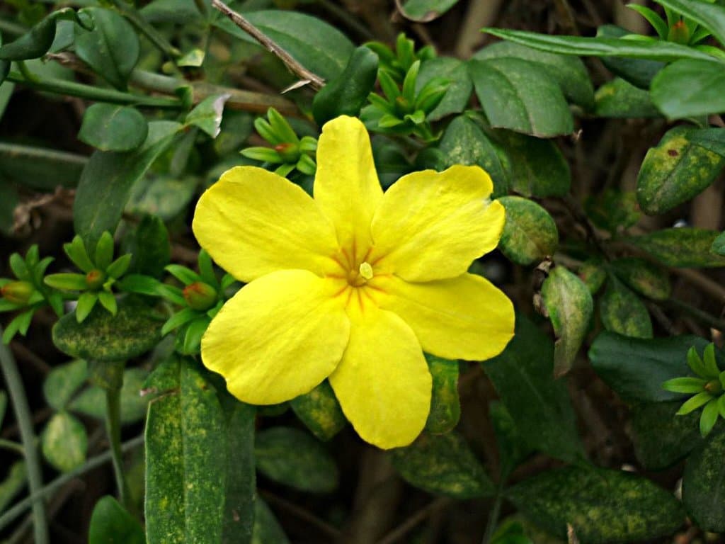 Jasminum mesnyi Hance