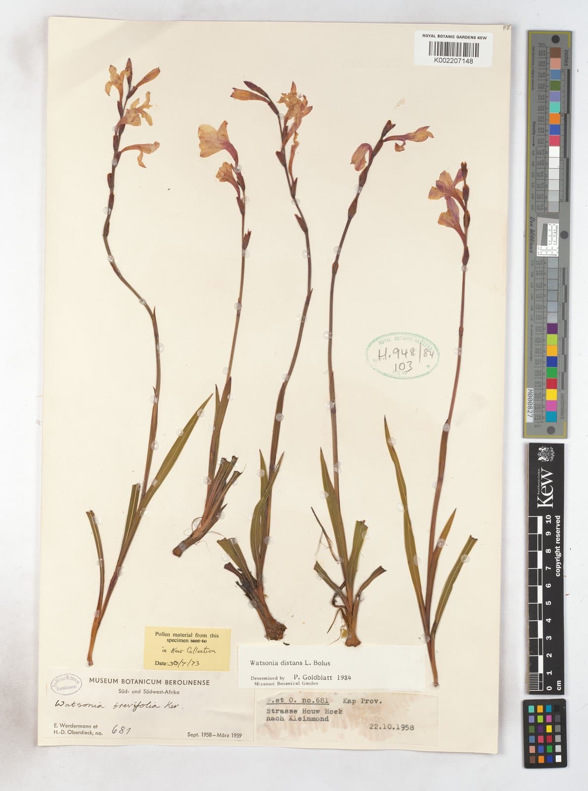 Watsonia distans L.Bolus