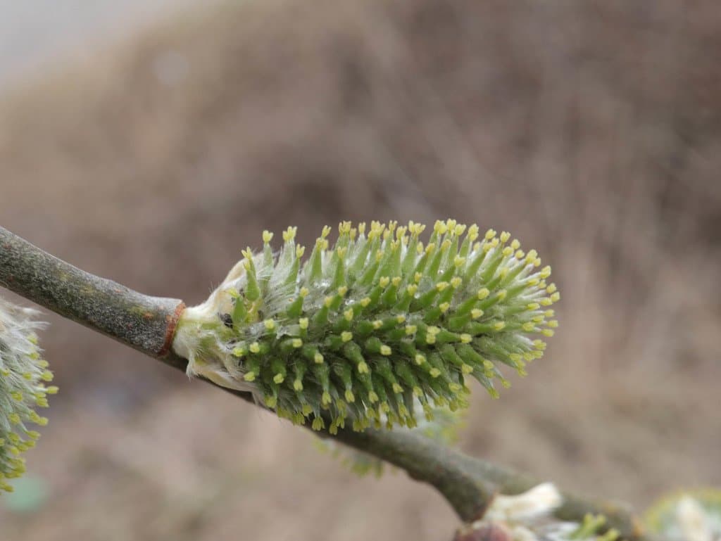 Salix caprea L.
