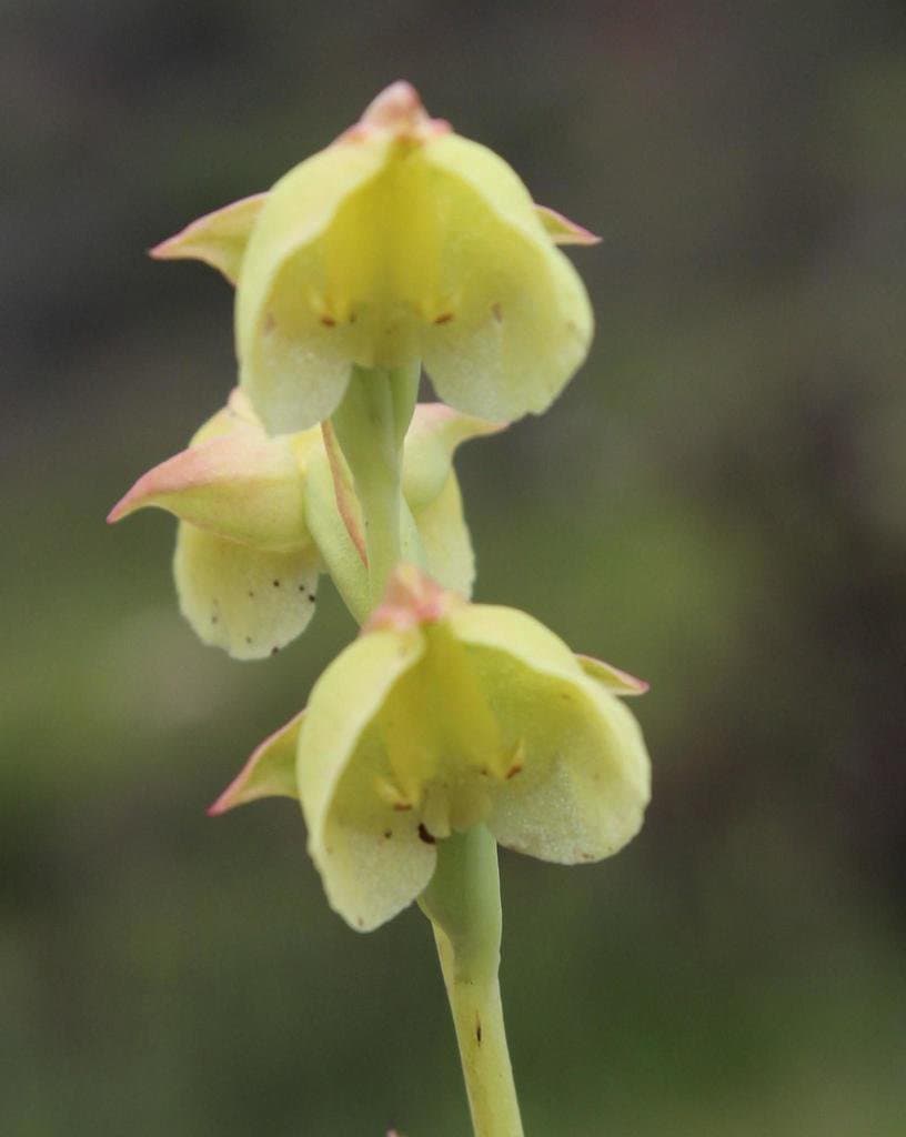 Pterygodium catholicum (L.) Sw.