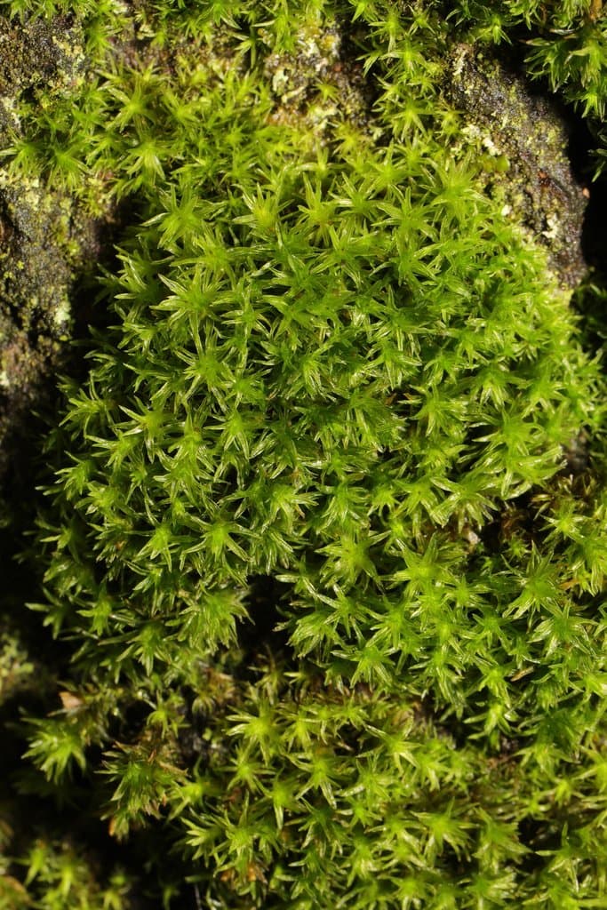 Trichostomum brachydontium Bruch