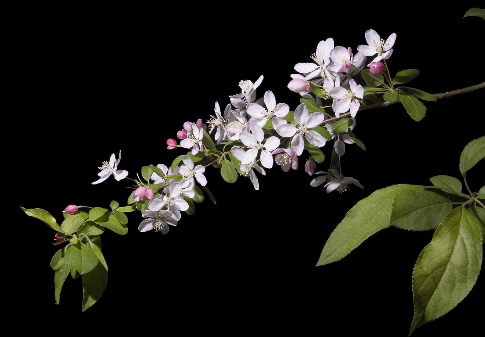 Malus ×floribunda Siebold ex Van Houtte