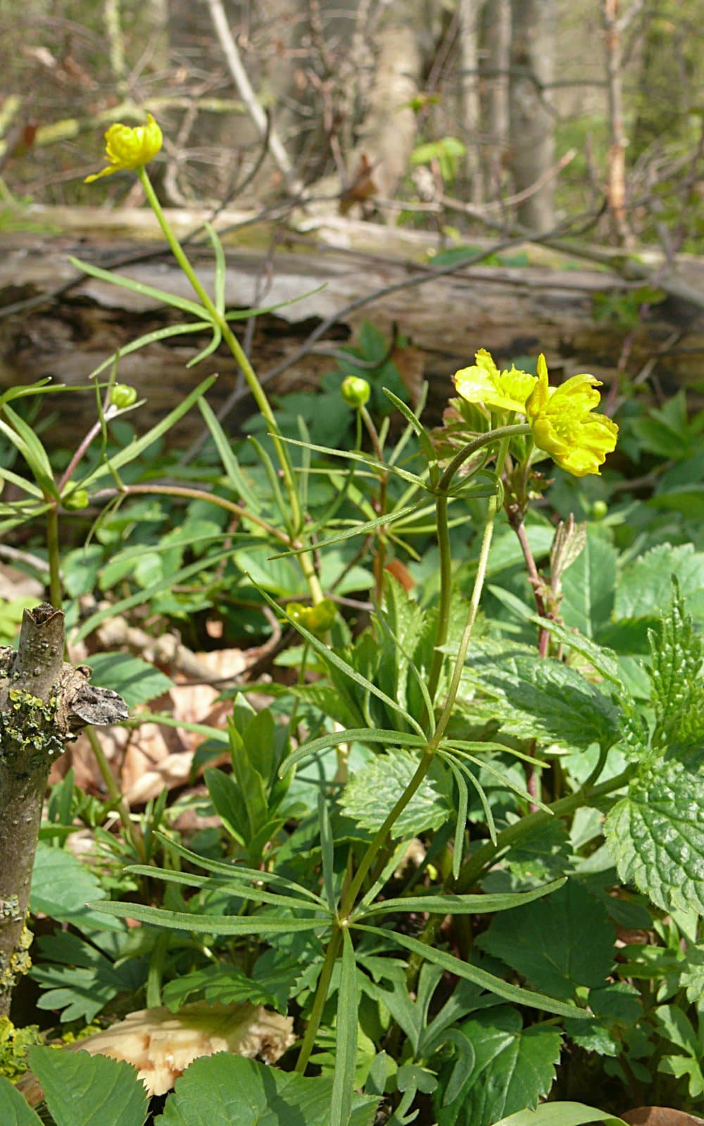 Ranunculus leptomeris Haas
