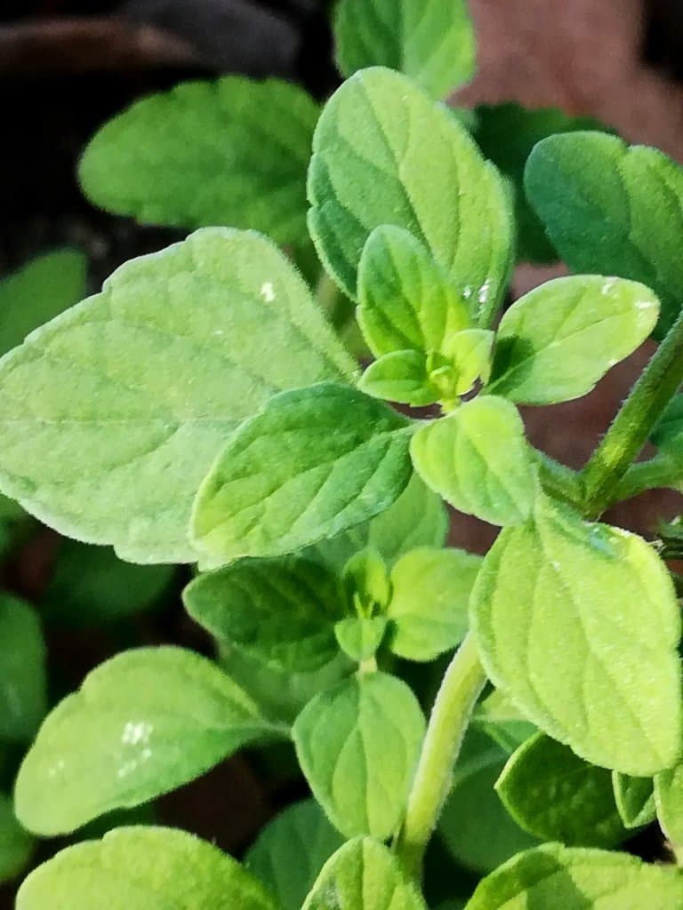 Clinopodium nepeta (L.) Kuntze