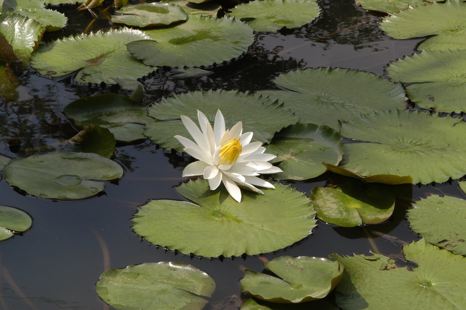 Nymphaea lotus L.