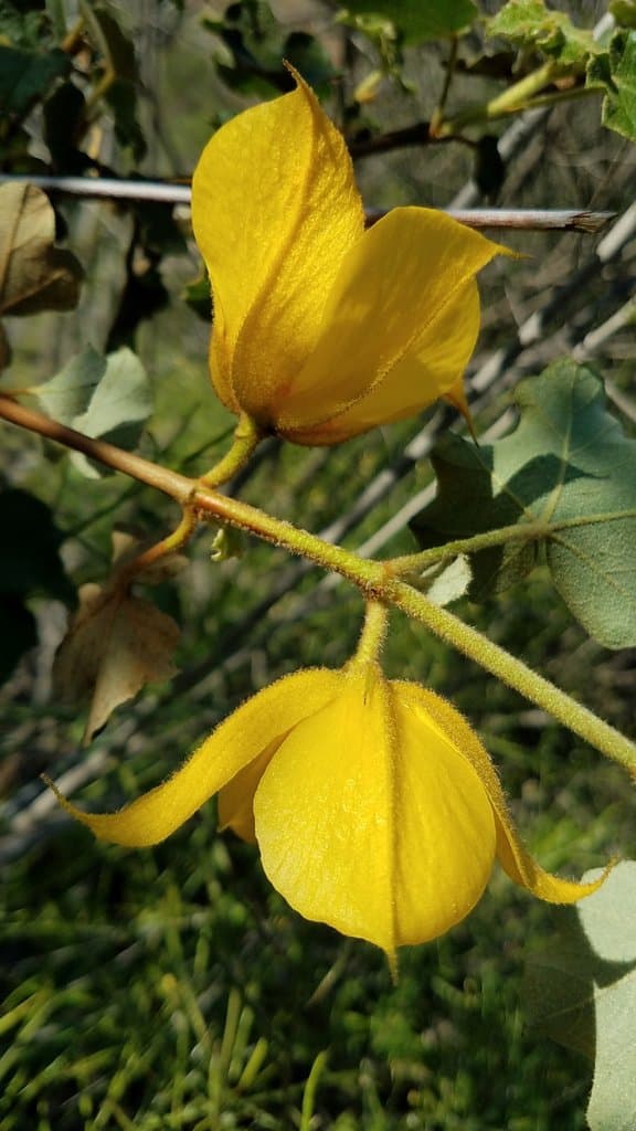 Fremontodendron mexicanum Davidson