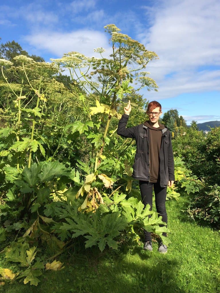 Heracleum mantegazzianum Sommier & Levier