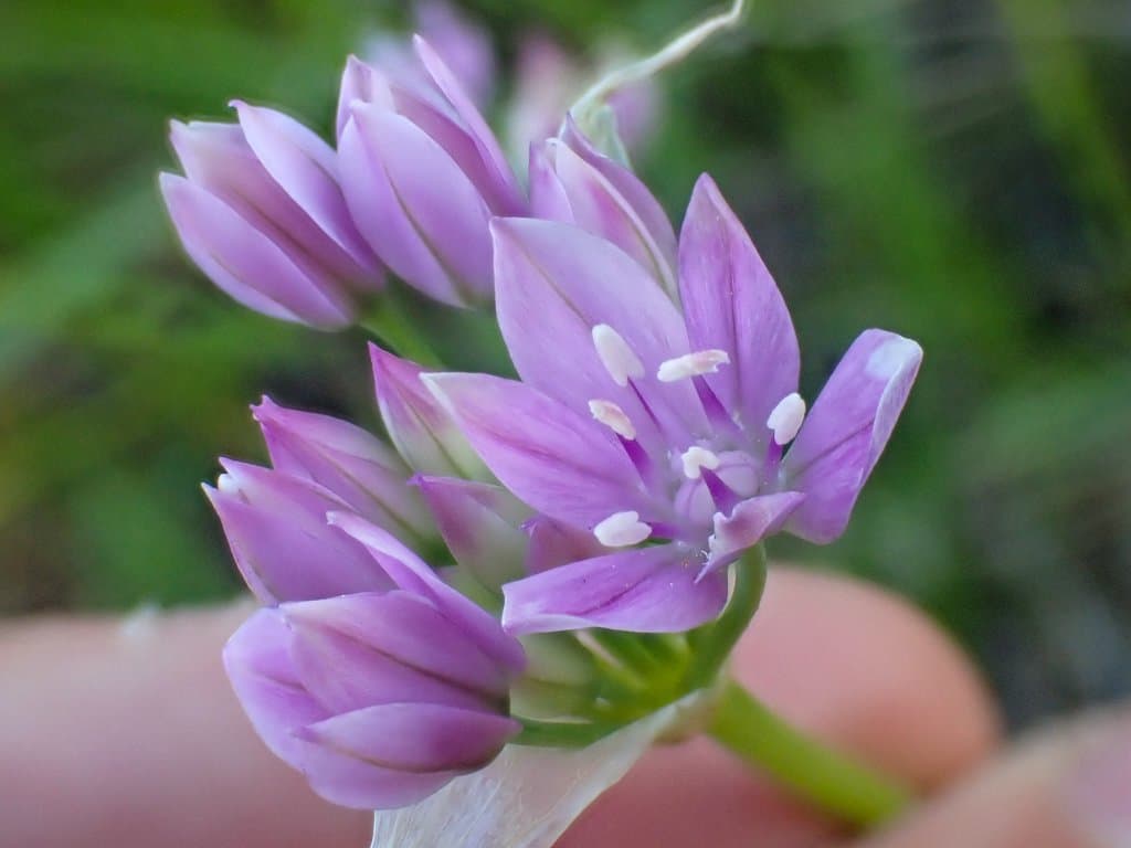 Allium unifolium Kellogg