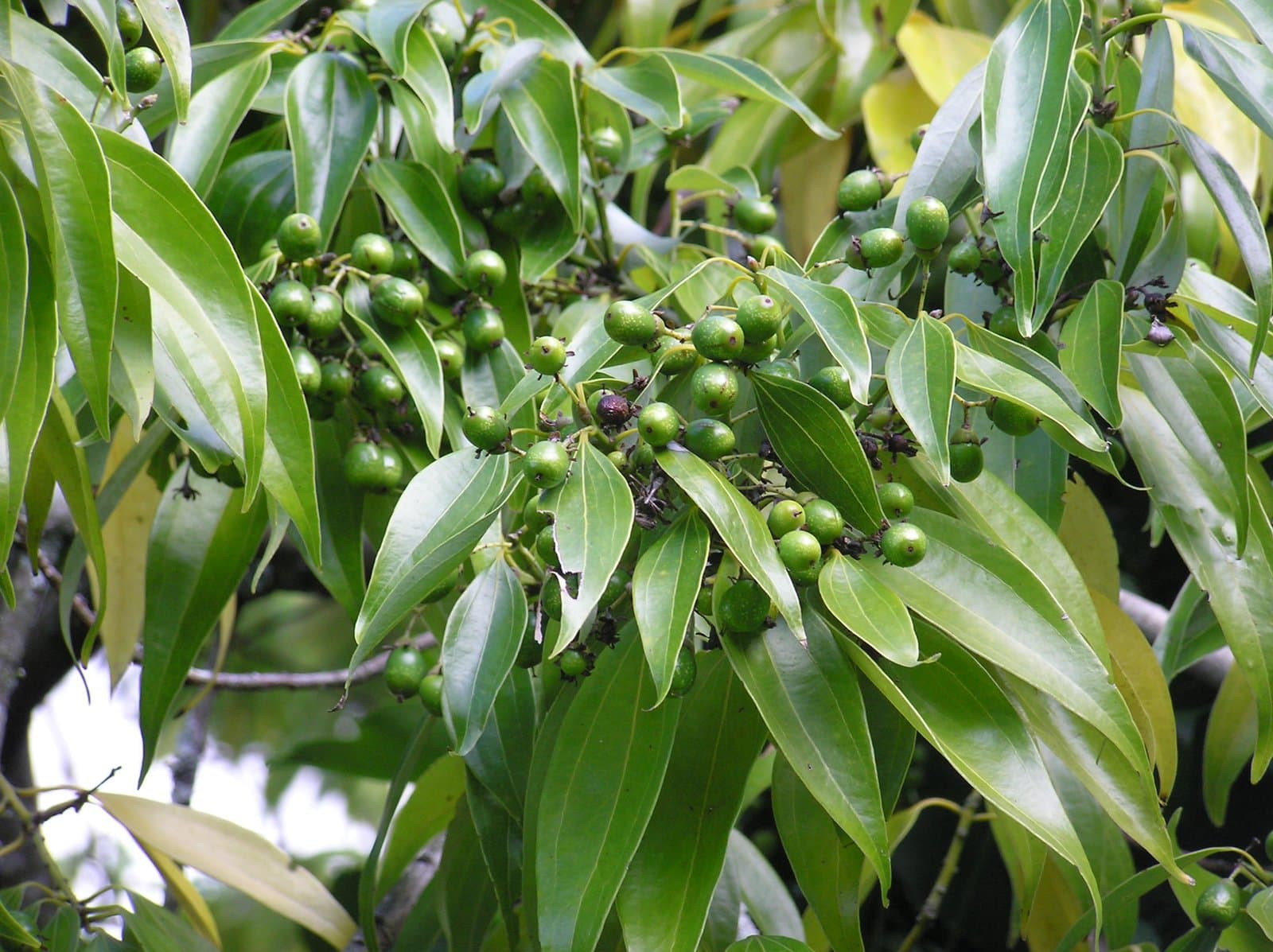 Cinnamomum loureiroi Nees