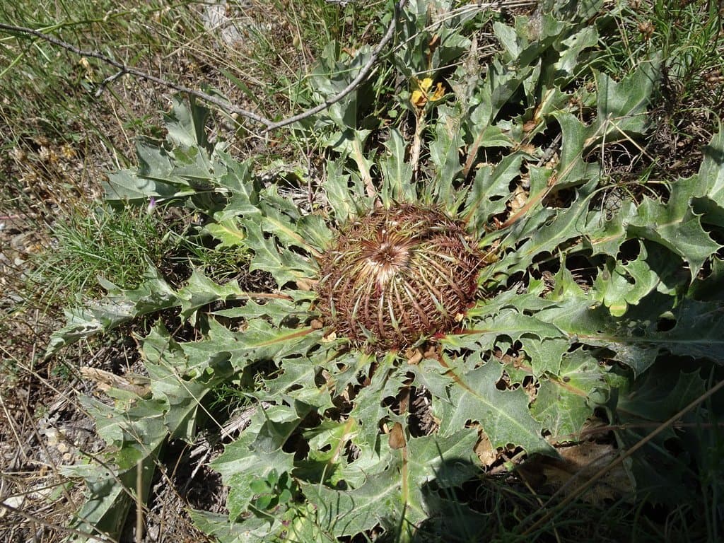 Carlina acanthifolia All.