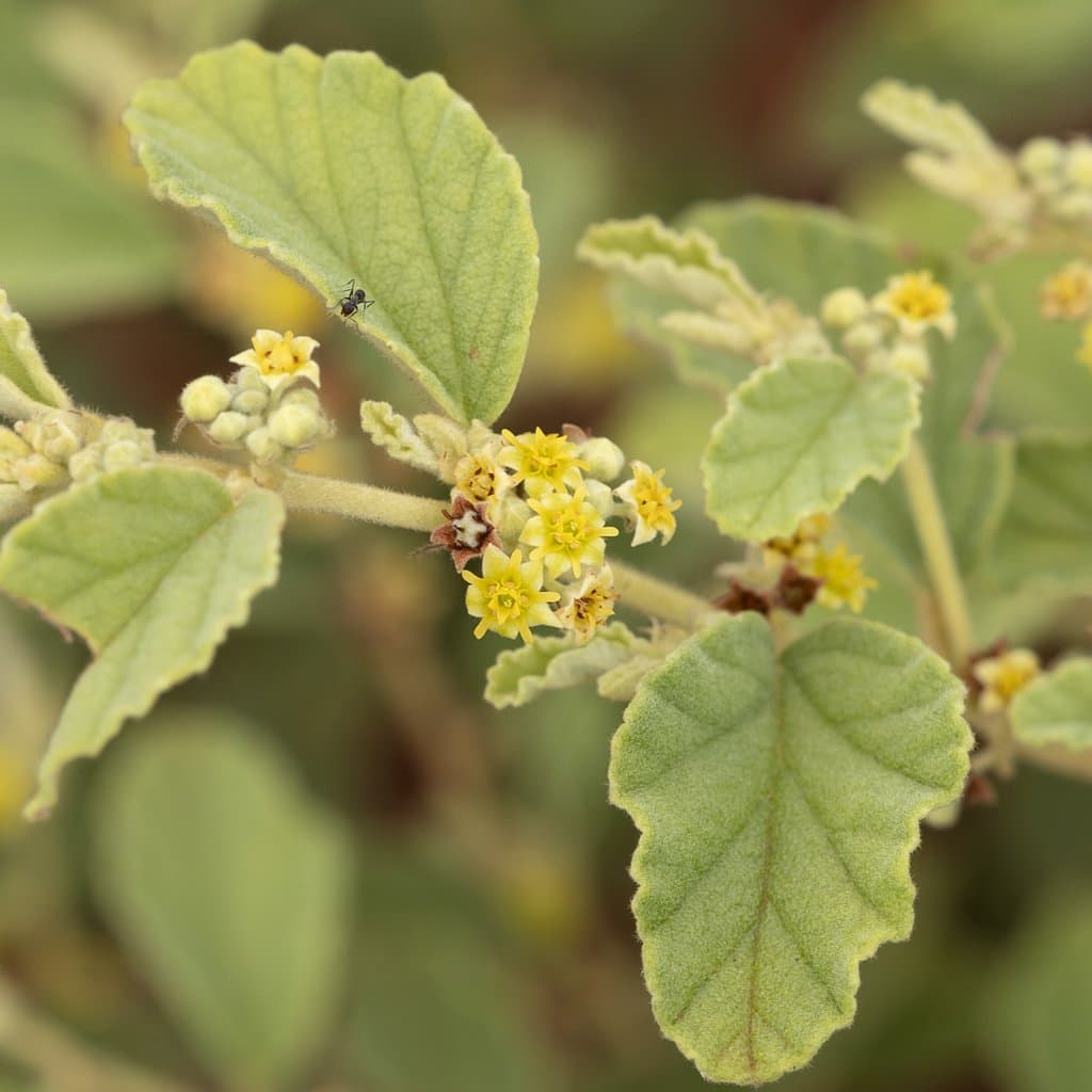 Androcalva loxophylla (F.Muell.) C.F.Wilkins & Whitlock