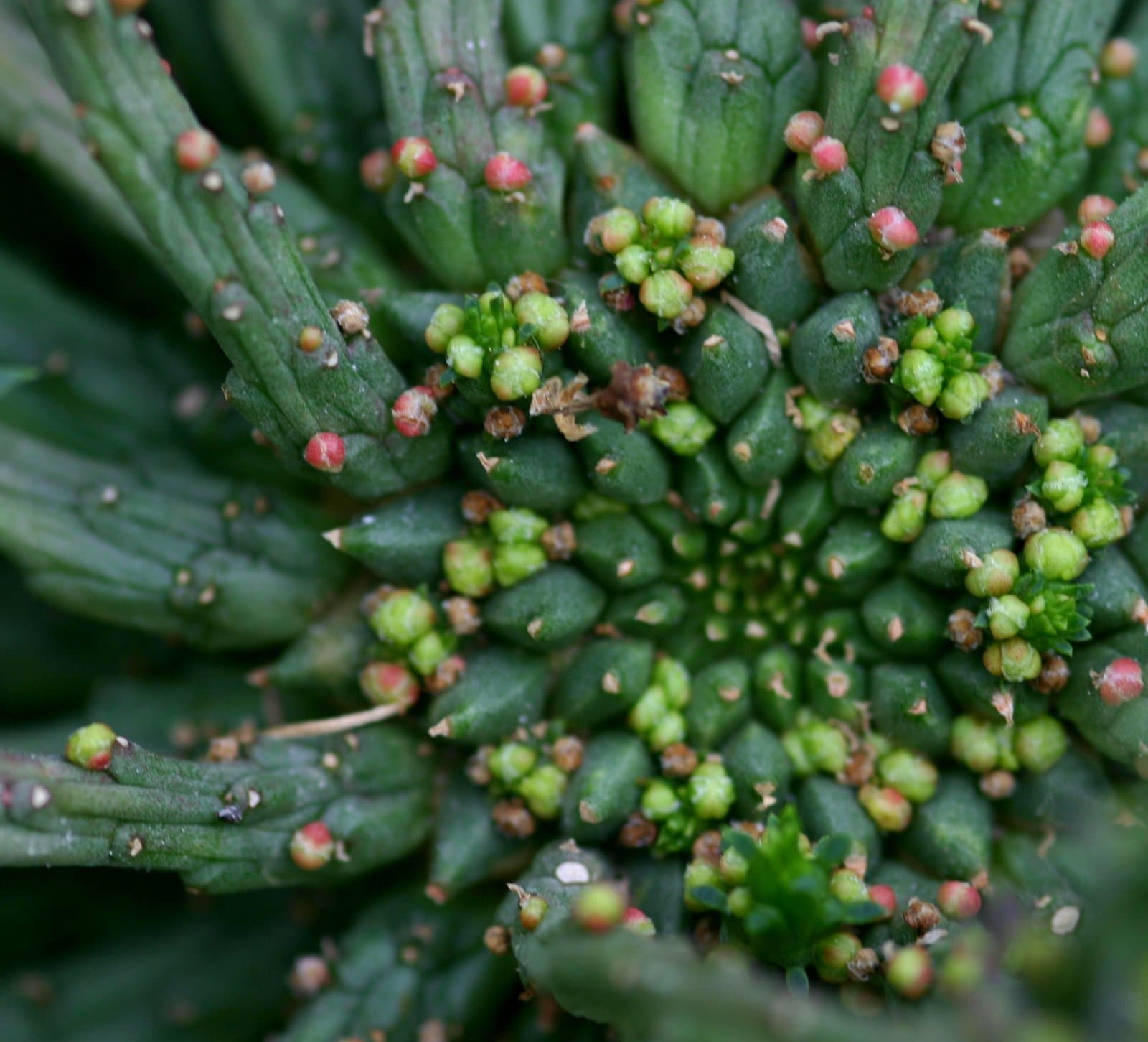 Euphorbia gorgonis A.Berger