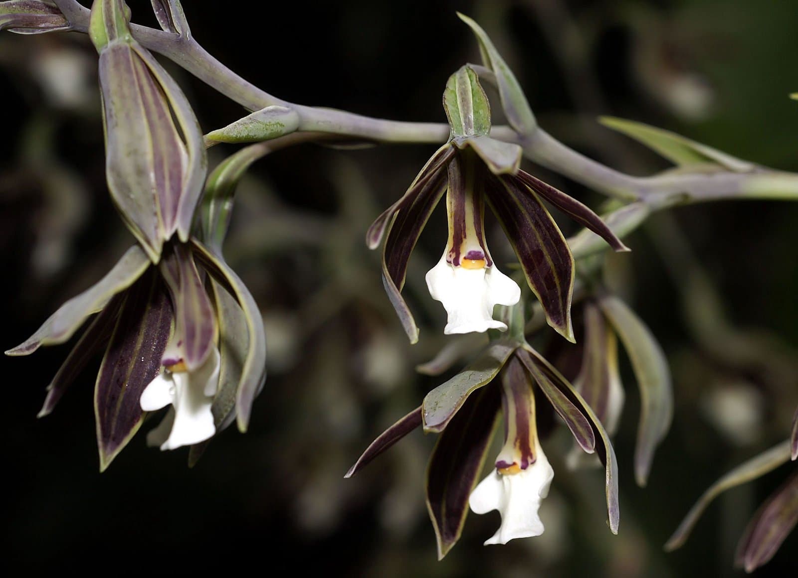 Prosthechea campylostalix (Rchb.f.) W.E.Higgins