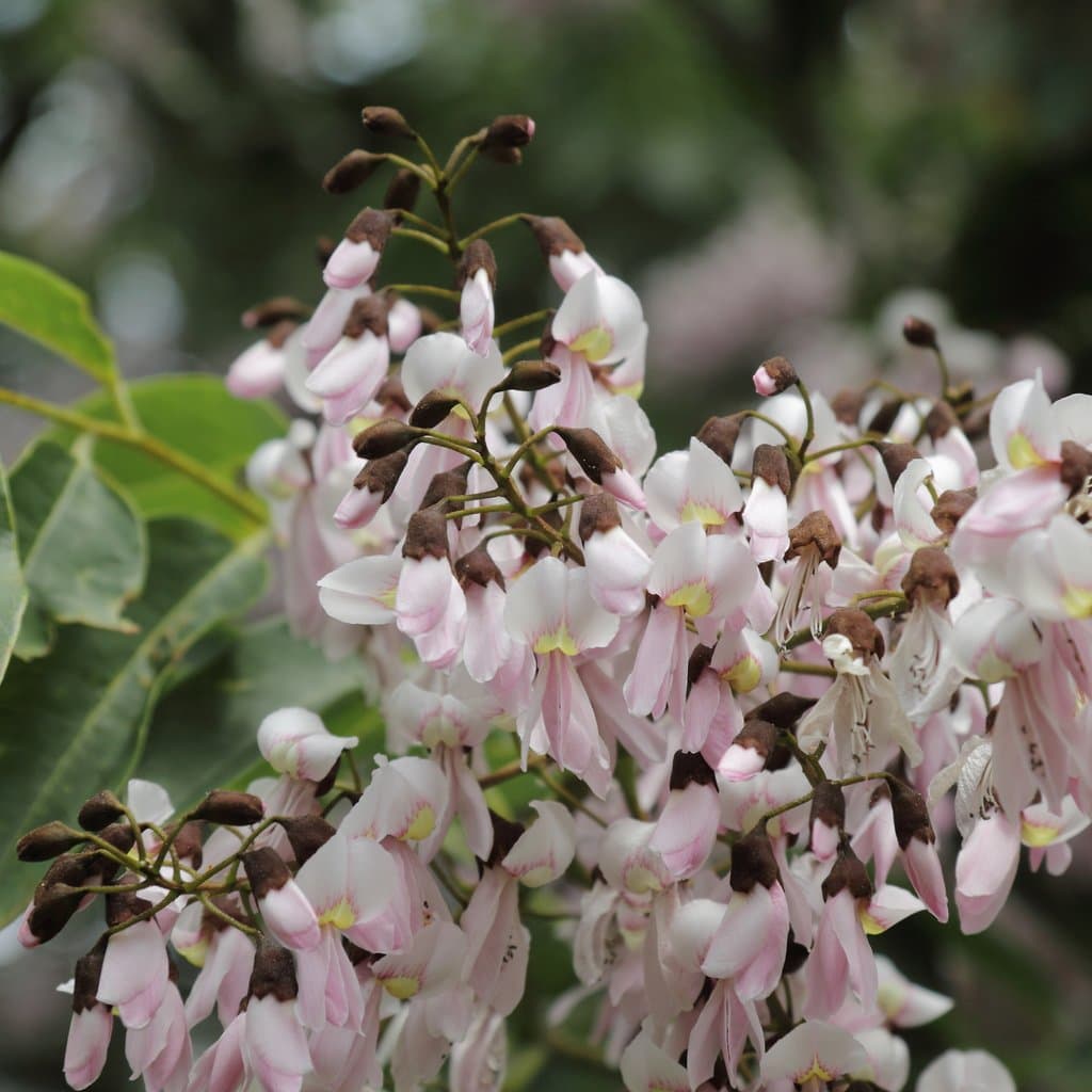 Cladrastis delavayi (Franch.) Prain