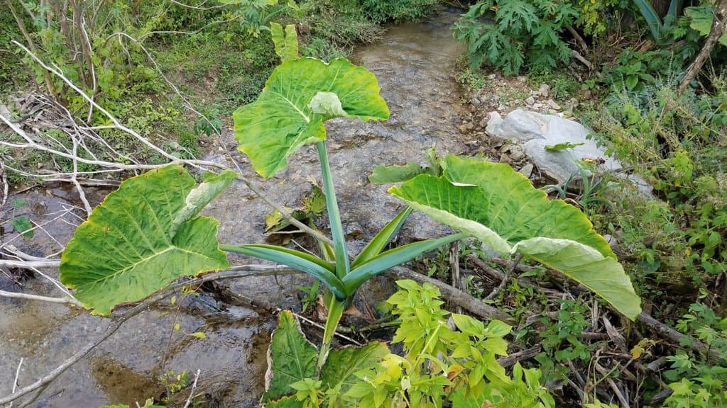 Xanthosoma brasiliense (Desf.) Engl.