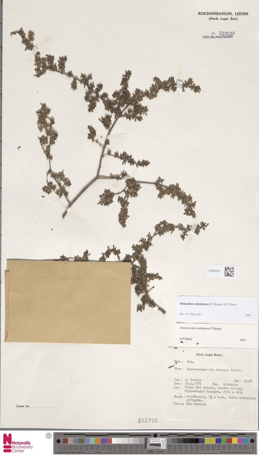 Dolianthus subalpinus (P.Royen) A.P.Davis