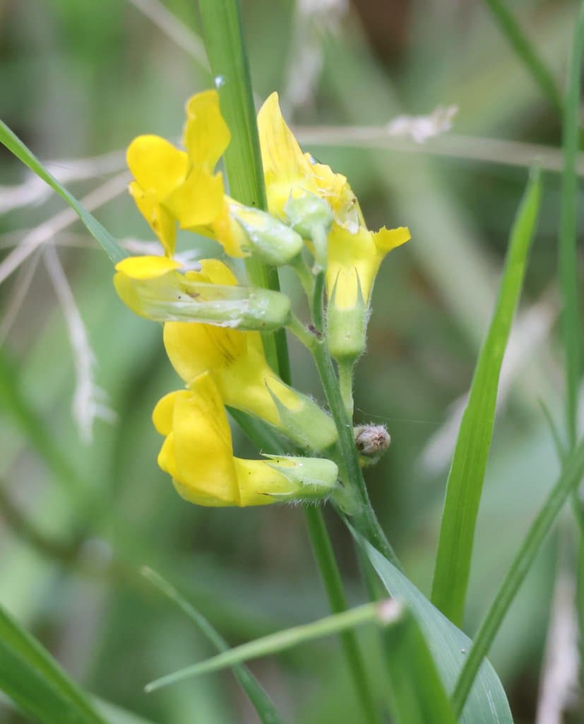 Lathyrus pratensis L.