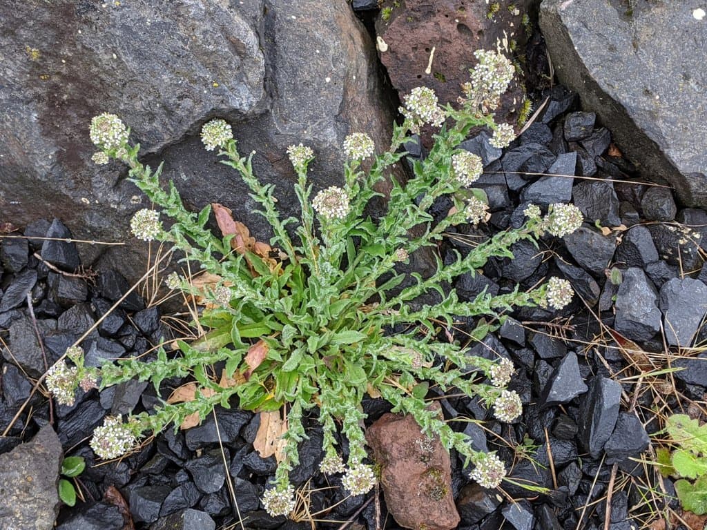 Lepidium heterophyllum Benth.