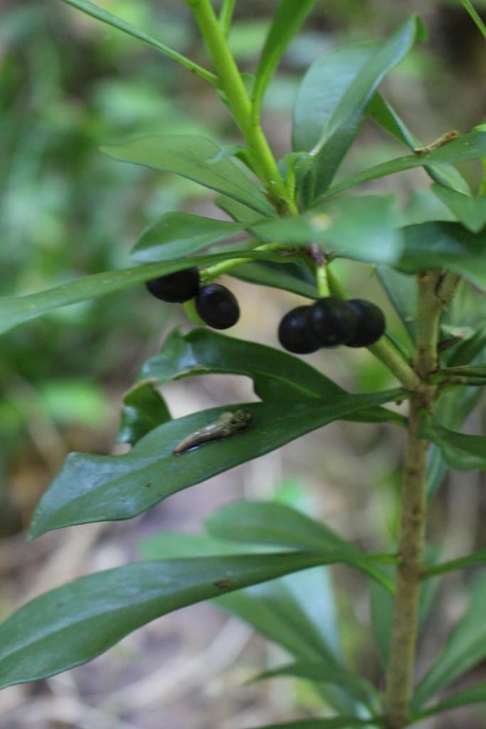 Daphne laureola L.
