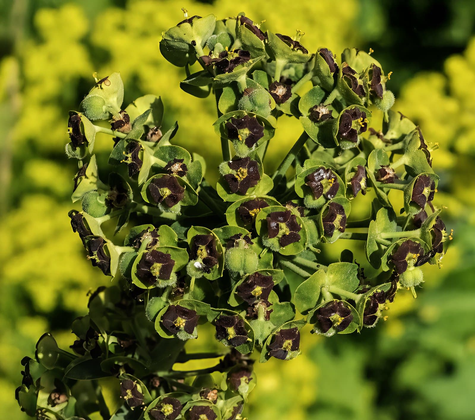 Euphorbia characias L.