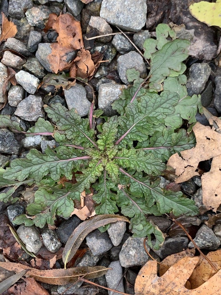 Verbascum blattaria L.