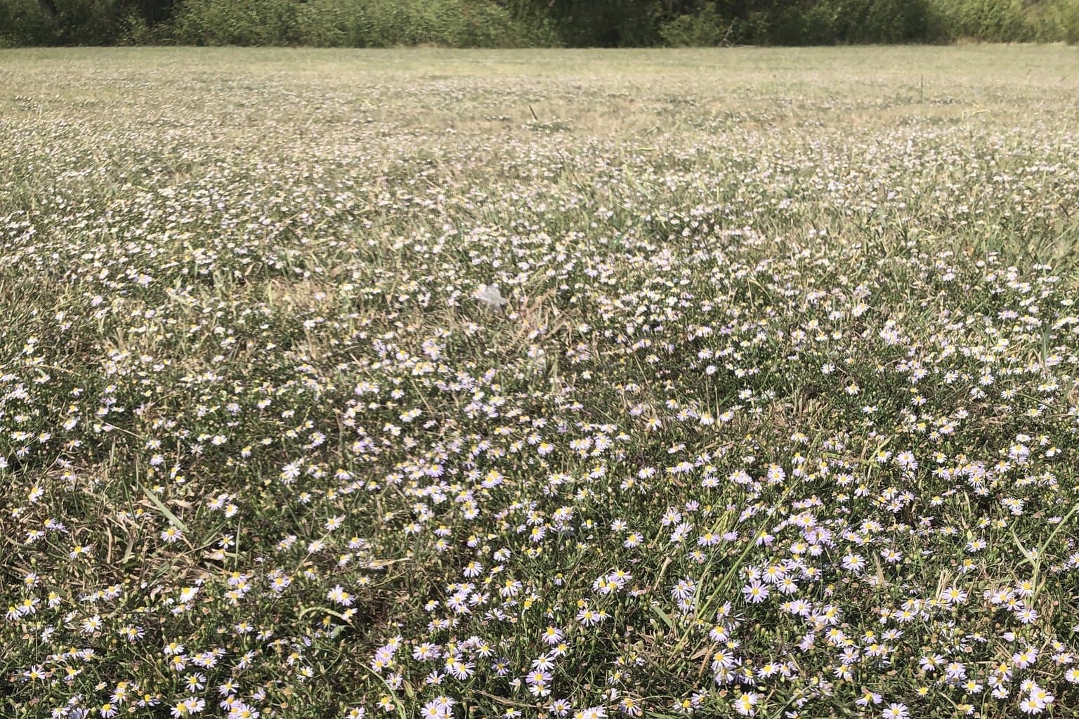 Symphyotrichum divaricatum (Nutt.) G.L.Nesom