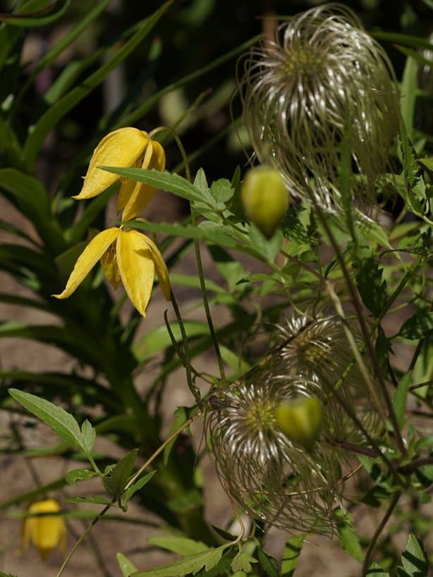 Clematis tangutica (Maxim.) Korsh.
