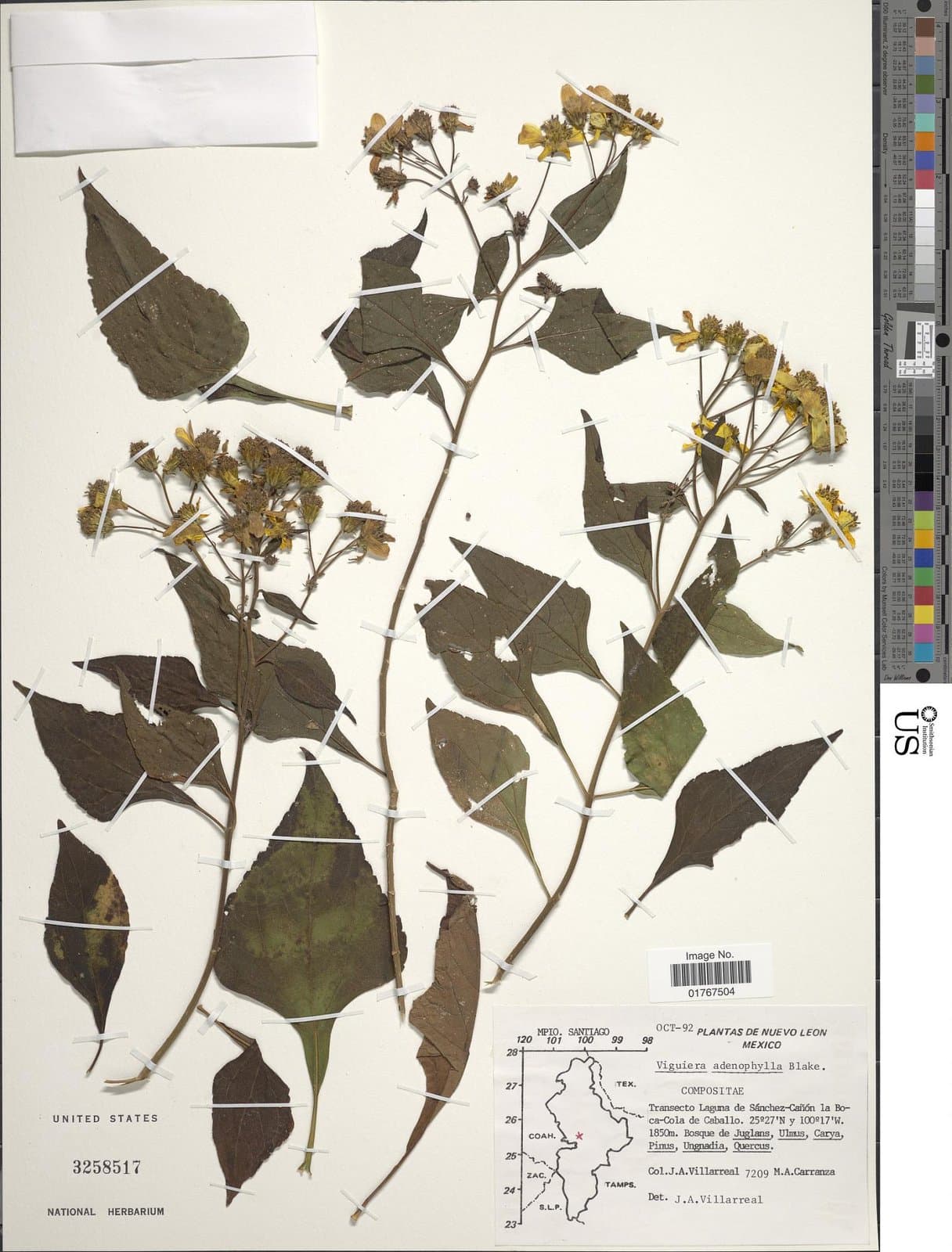 Dendroviguiera adenophylla (S.F.Blake) E.E.Schill. & Panero