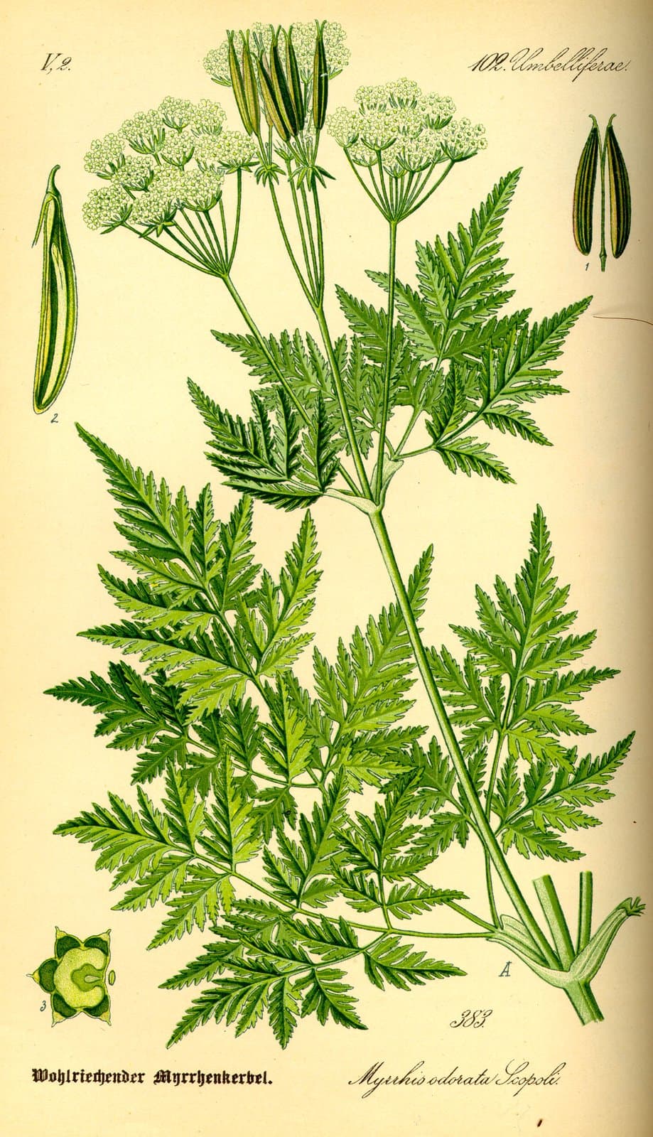 Myrrhis odorata (L.) Scop.