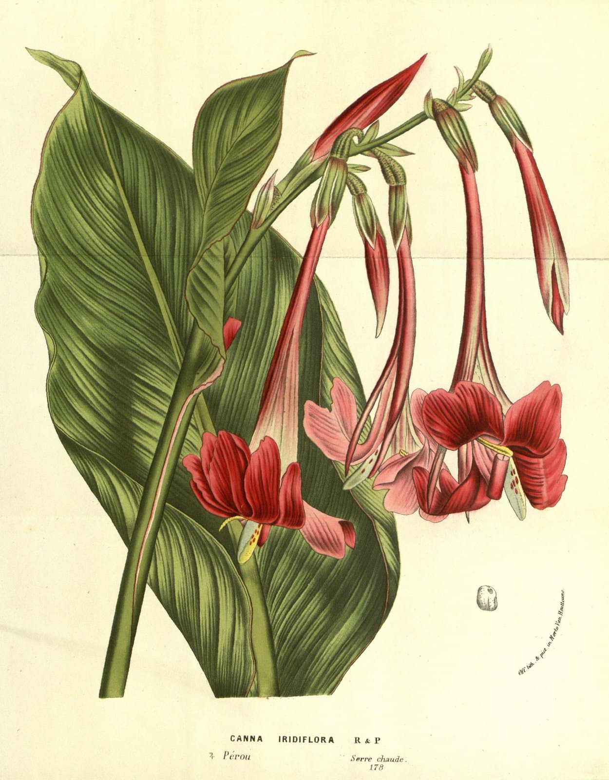 Canna iridiflora Ruiz & Pav.