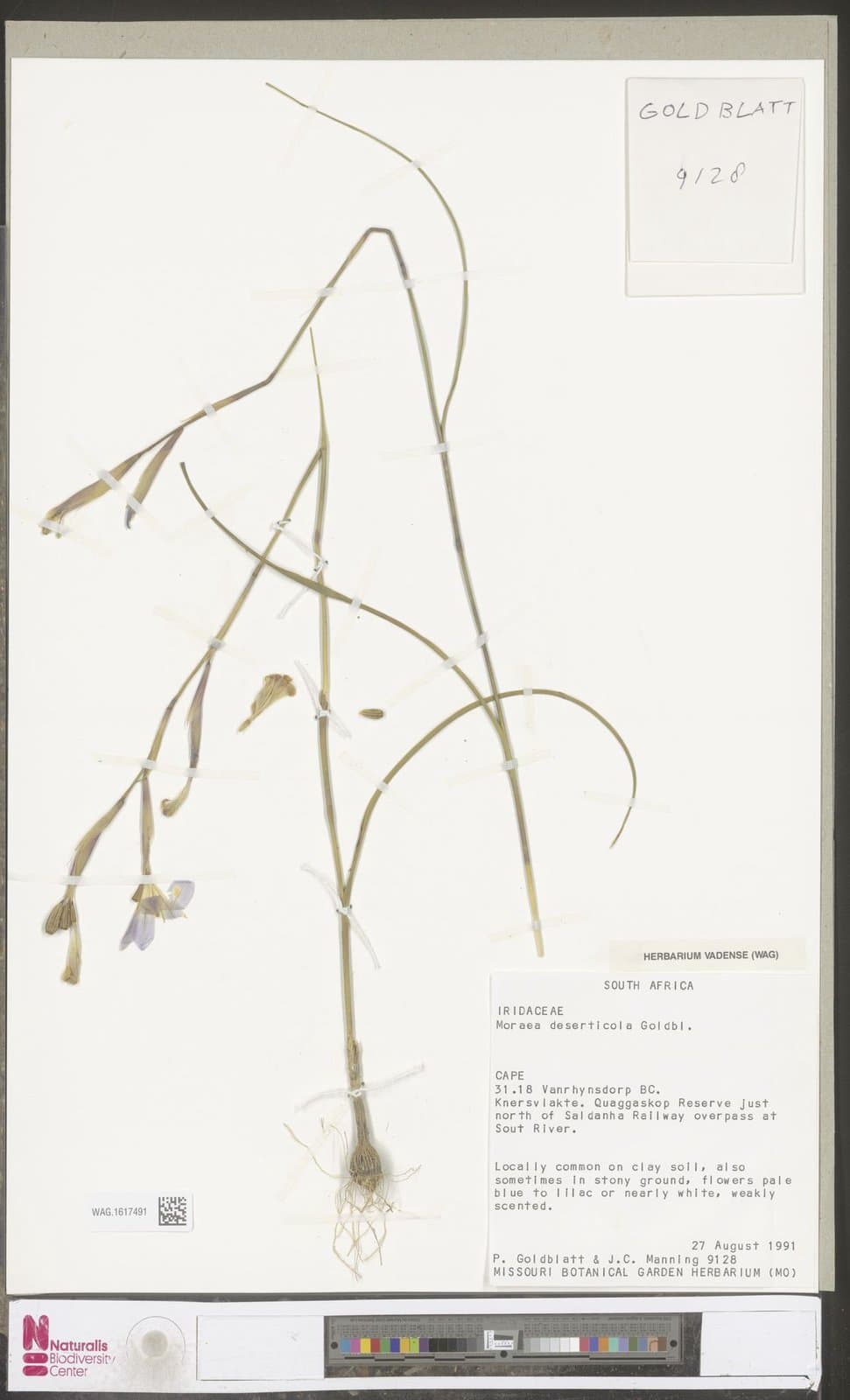 Moraea deserticola Goldblatt