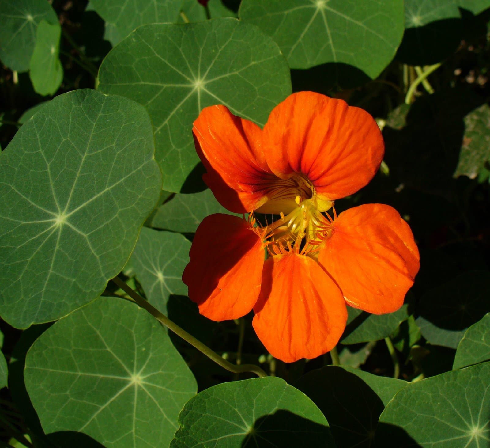 Tropaeolum majus L.