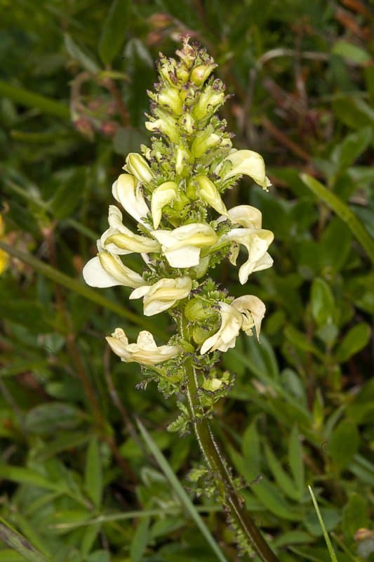 Pedicularis elongata A.Kern.