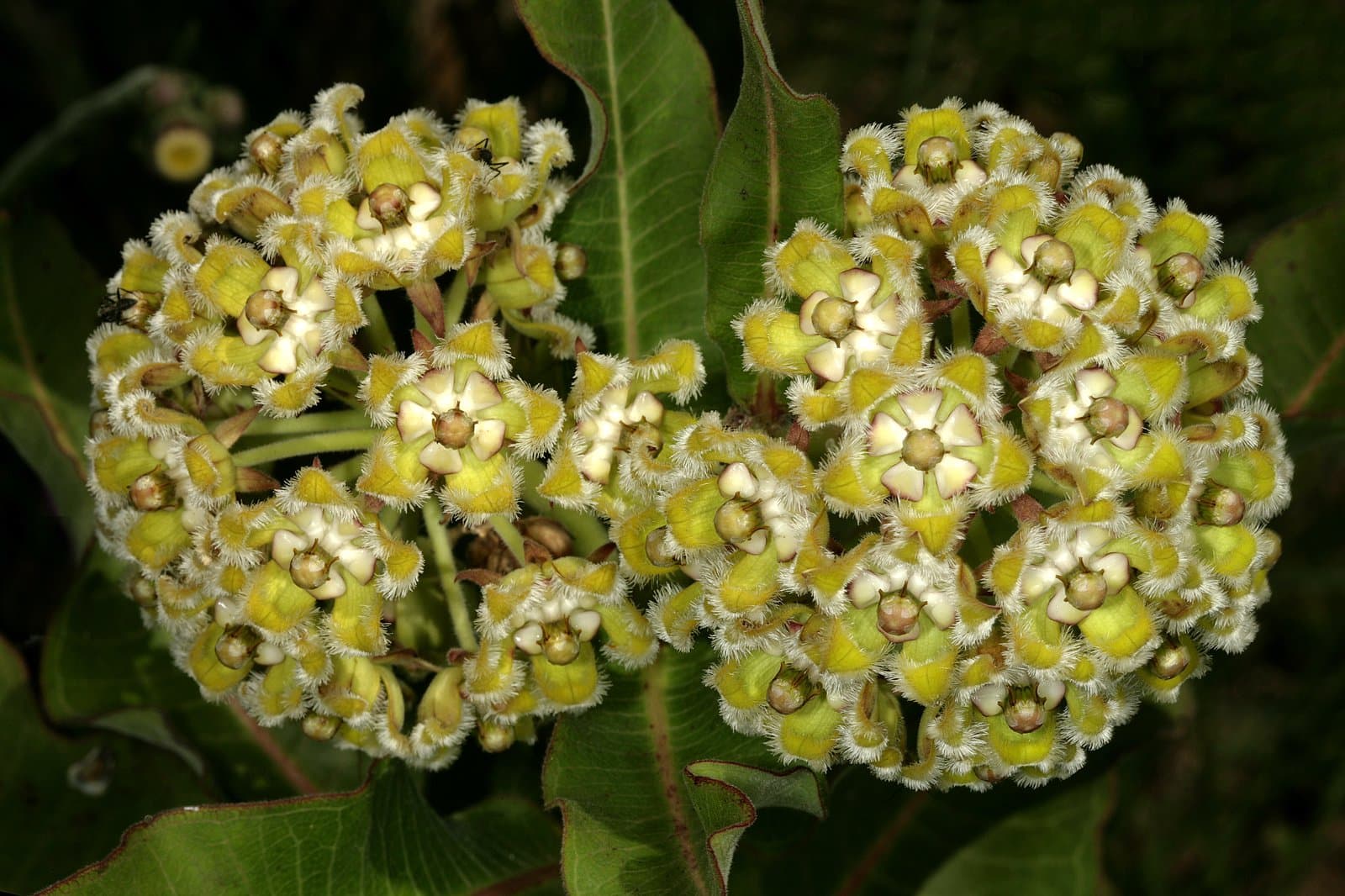 Xysmalobium undulatum (L.) Aiton