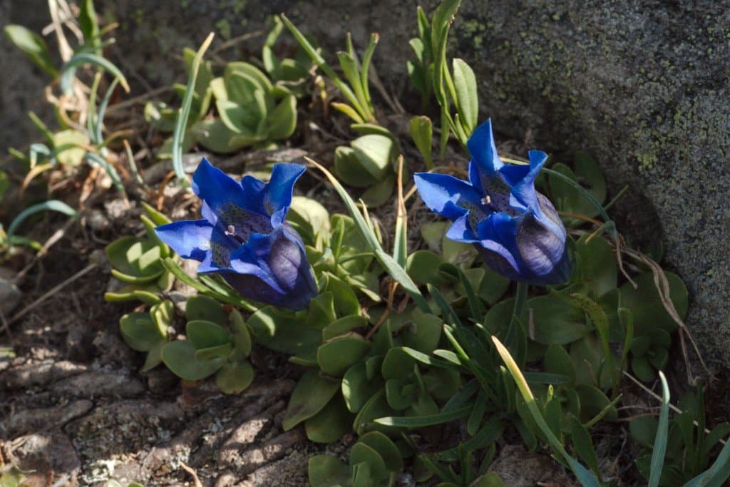 Gentiana alpina Vill.